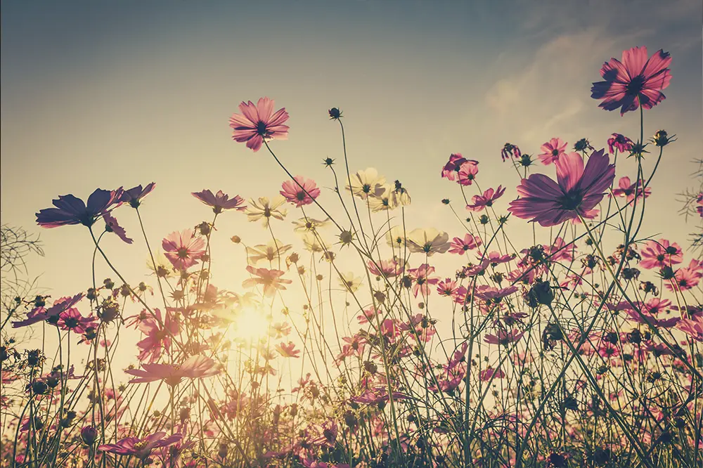 Campo con flores, detrás el cielo y luz solar. Aplicado sobre un filtro vintage