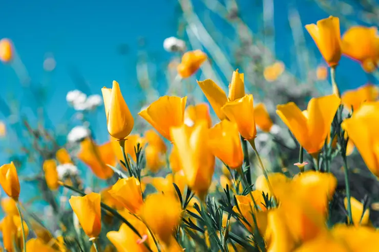 Tulipanes amarillos apoyados sobre un fondo de cielo azul
