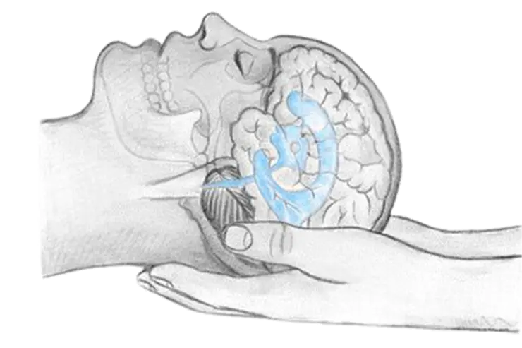 Tratamiento de las meninges en osteopatía craneal