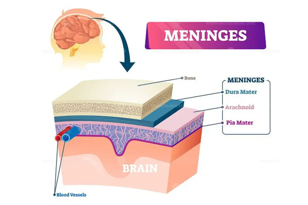 Gráfico de la meninges