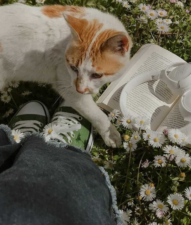 Gato paseándose sobre un césped con flores, debajo se encuentra un libro abierto con unos auriculares, delante del gato se vislumbran unas zapatillas verdes y la parte inferior de un jean