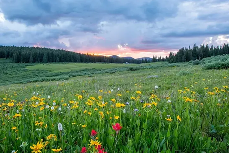 Vista de un campo con flores silvestres