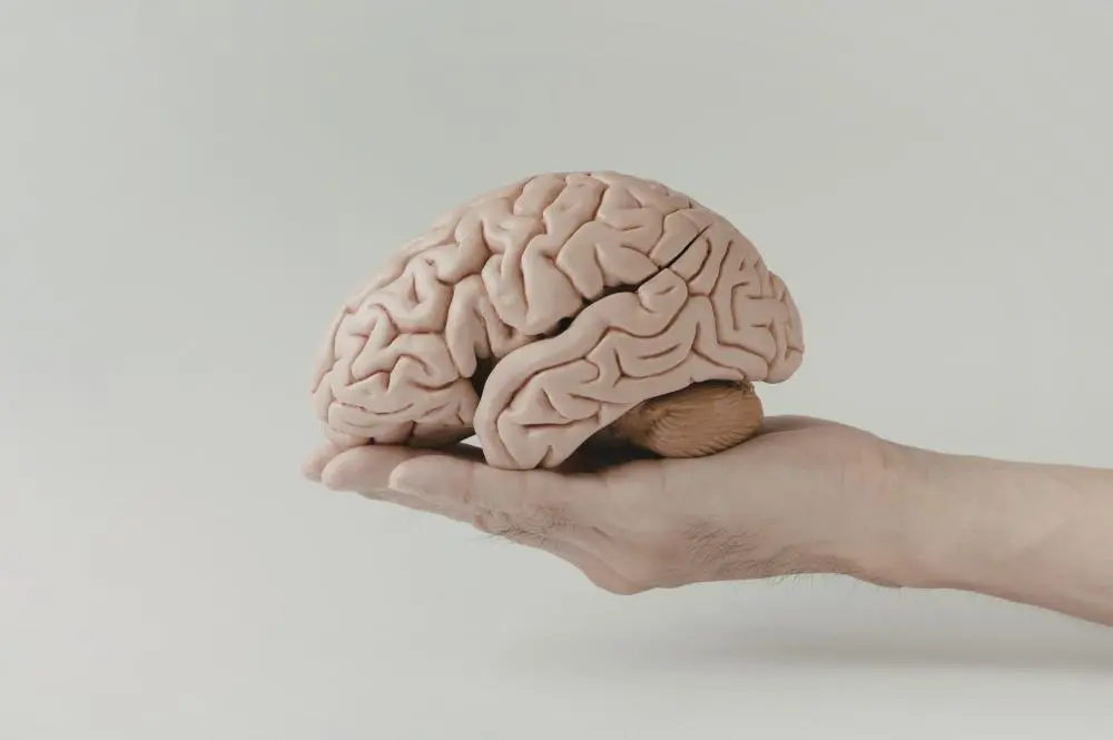 Maqueta de cerebro para enseñar de neurociencias