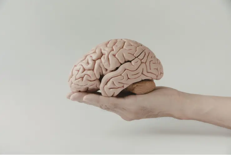 el sistema nervioso autónomo es importante al momento de la regulación emocional y postural