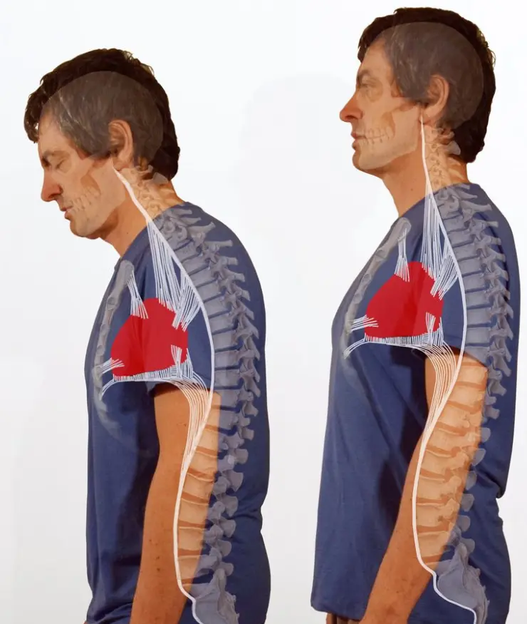 La postura esta íntimamente conectada a las emociones a través del músculo diafragmático torácico