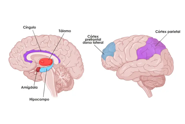 Neuroanatomía del cerebro